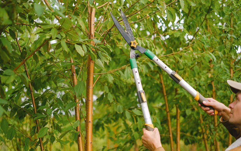 Tree trimming in Yabucoa, PR